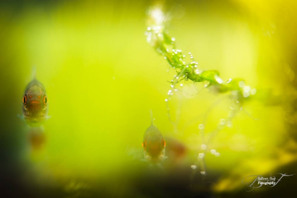 Trübes Wasser im Aquarium? - Algen-im-Aquarium.de